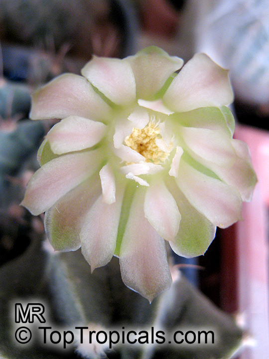 Gymnocalycium sp., Chin Cactus