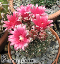 Gymnocalycium sp., Chin Cactus

Click to see full-size image