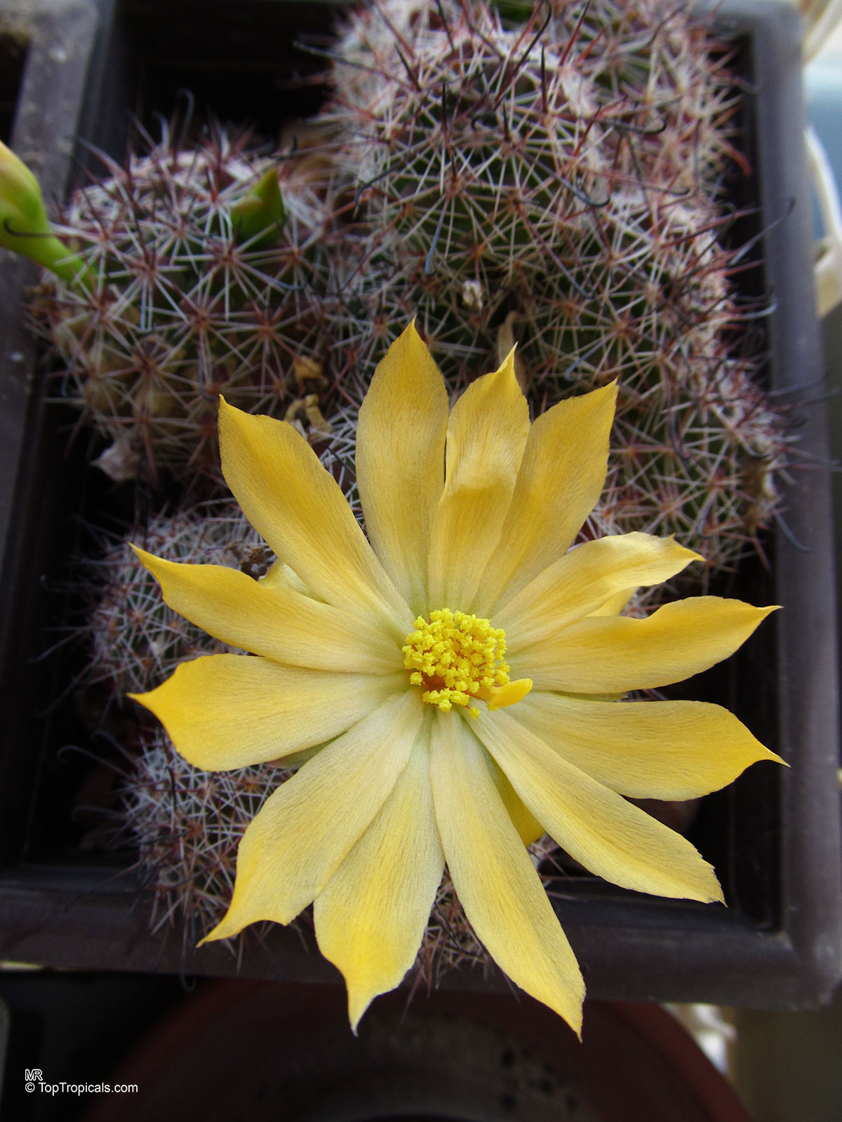 Mammillaria sp. (Mammillaria) yellow flower with sharp spines on the stems in container Mammillaria sp. (Mammillaria) yellow flower close up with spiny stems in dark container