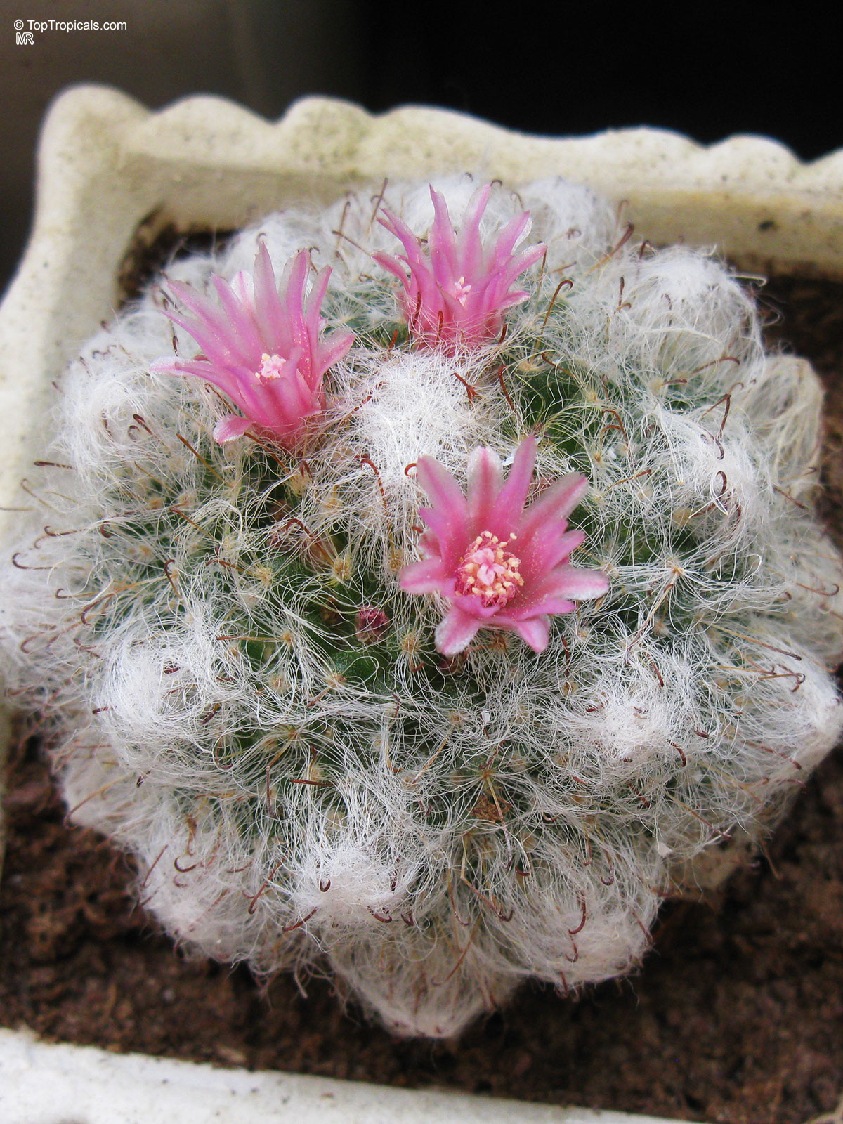 Mammillaria sp. (Mammillaria) with pink flowers growing in a small container Mammillaria sp. (Mammillaria) with pink flowers close up