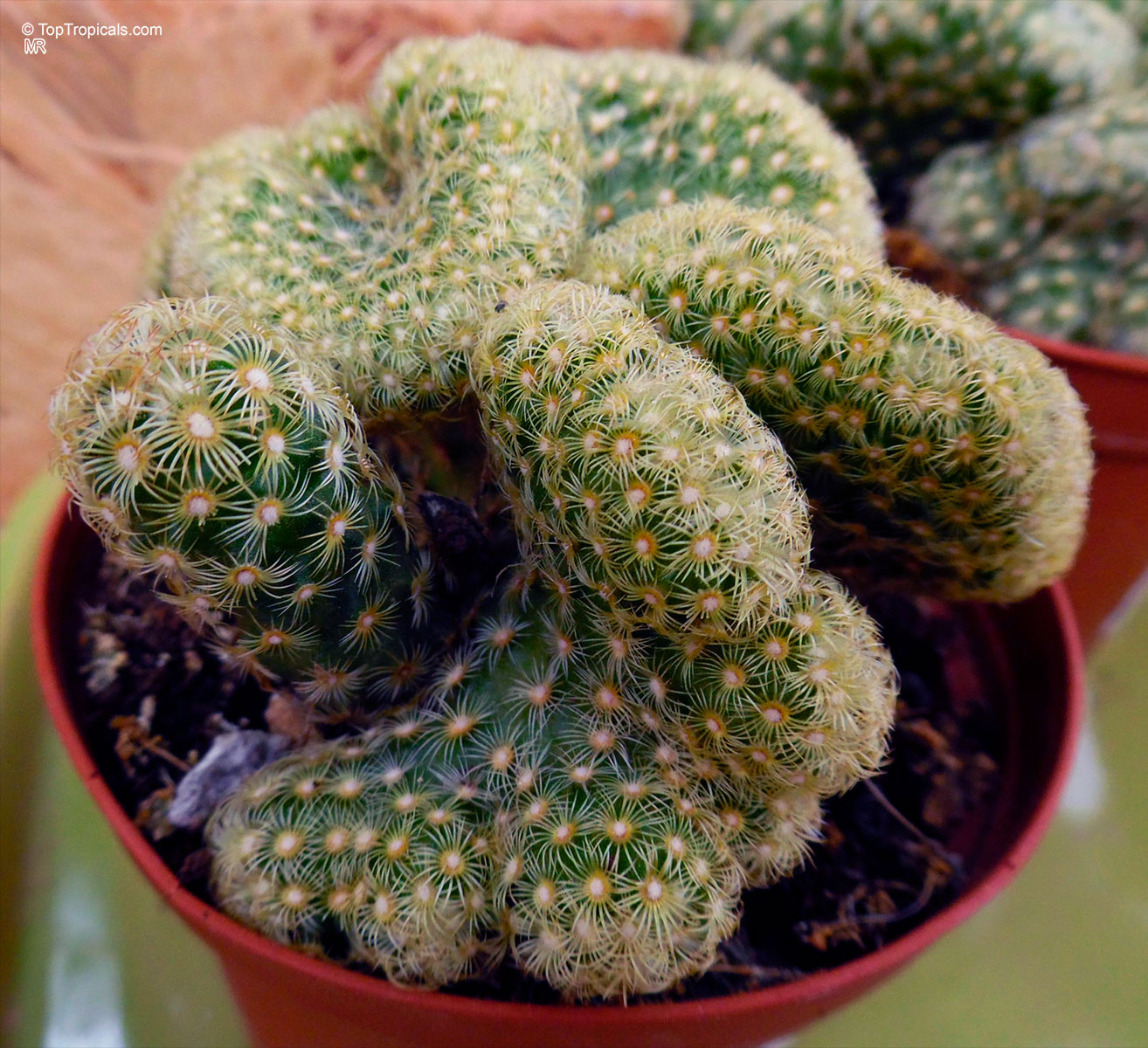 Mammillaria sp. (Mammillaria) with green stems and yellow needle growth in a pot. Mammillaria sp. (Mammillaria) green plant with yellow needles in a close up