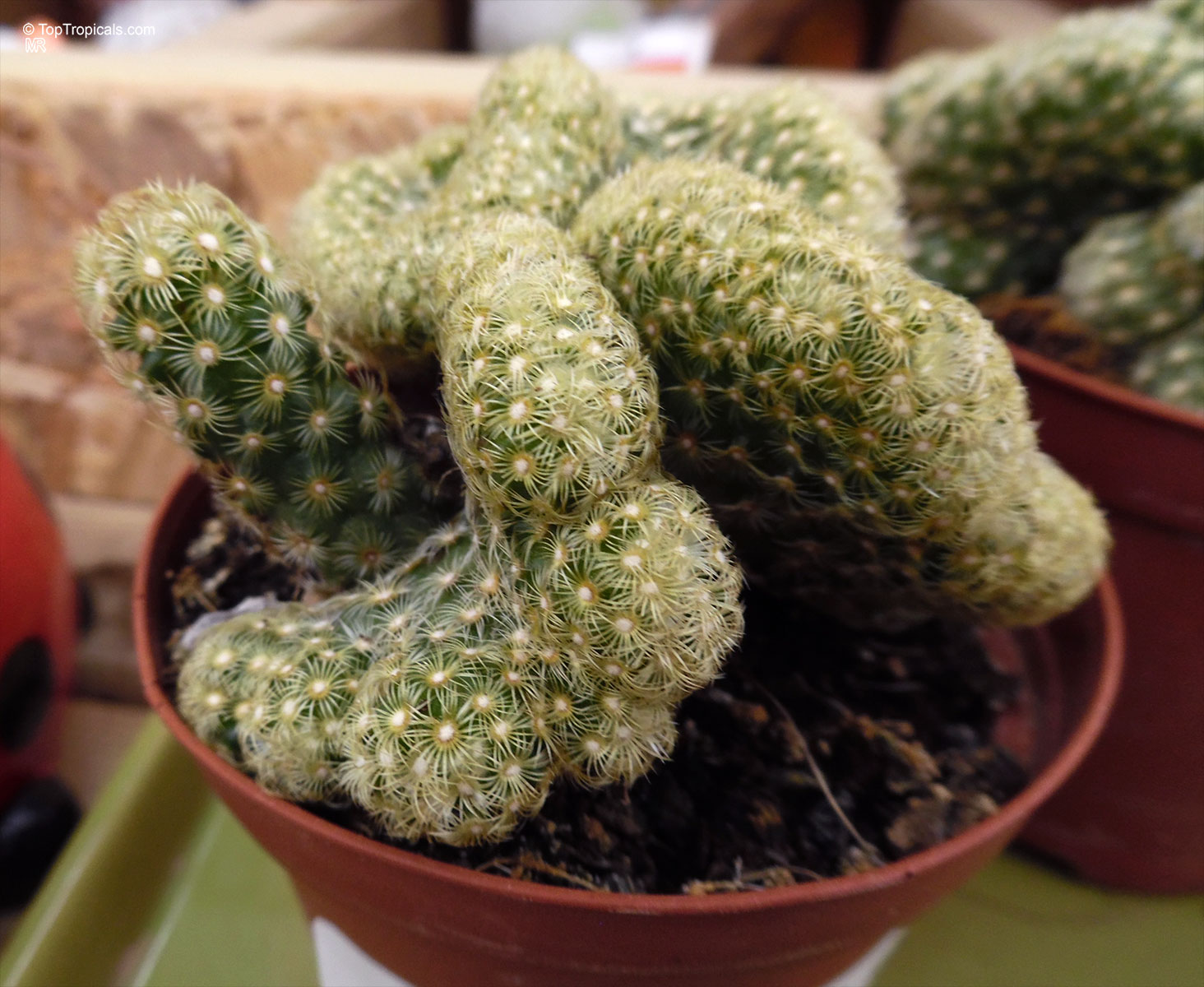 Mammillaria sp. (Mammillaria) with rounded growth clusters covered in dense soft white spines in pot. Mammillaria sp. (Mammillaria) green plant with thick clusters and many soft white spines