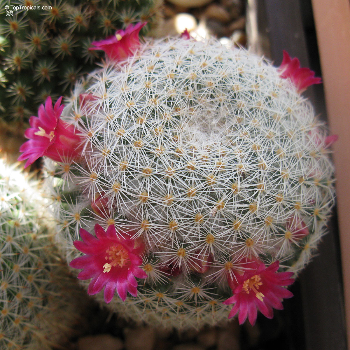 Mammillaria sp. (Mammillaria) having pink flowers surrounding a round body with dense white spines. Mammillaria sp. (Mammillaria) with pink flowers and white spines in a close up plant photo.
