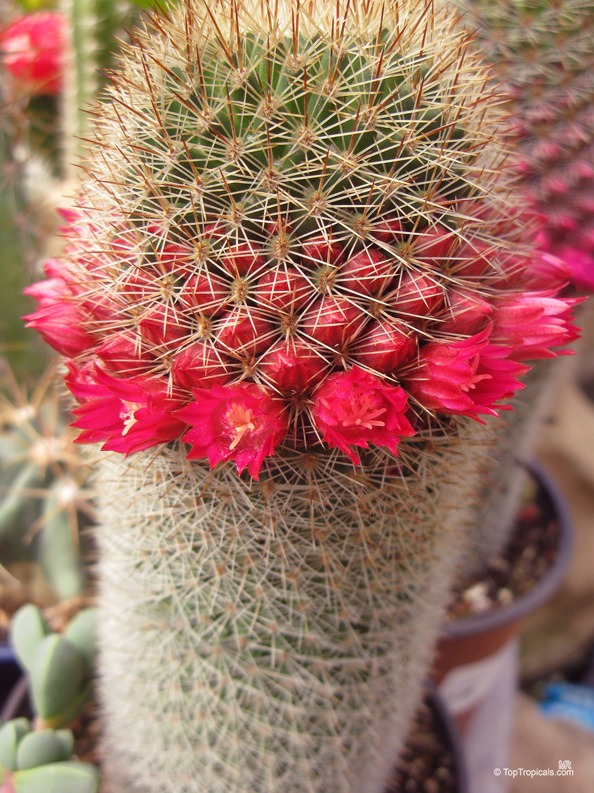 Mammillaria sp. (Mammillaria) showing a crown of small pink flowers above sharp tan spines. Mammillaria sp. (Mammillaria) with dense pink flowers and sharp tan spines on cylindrical plant