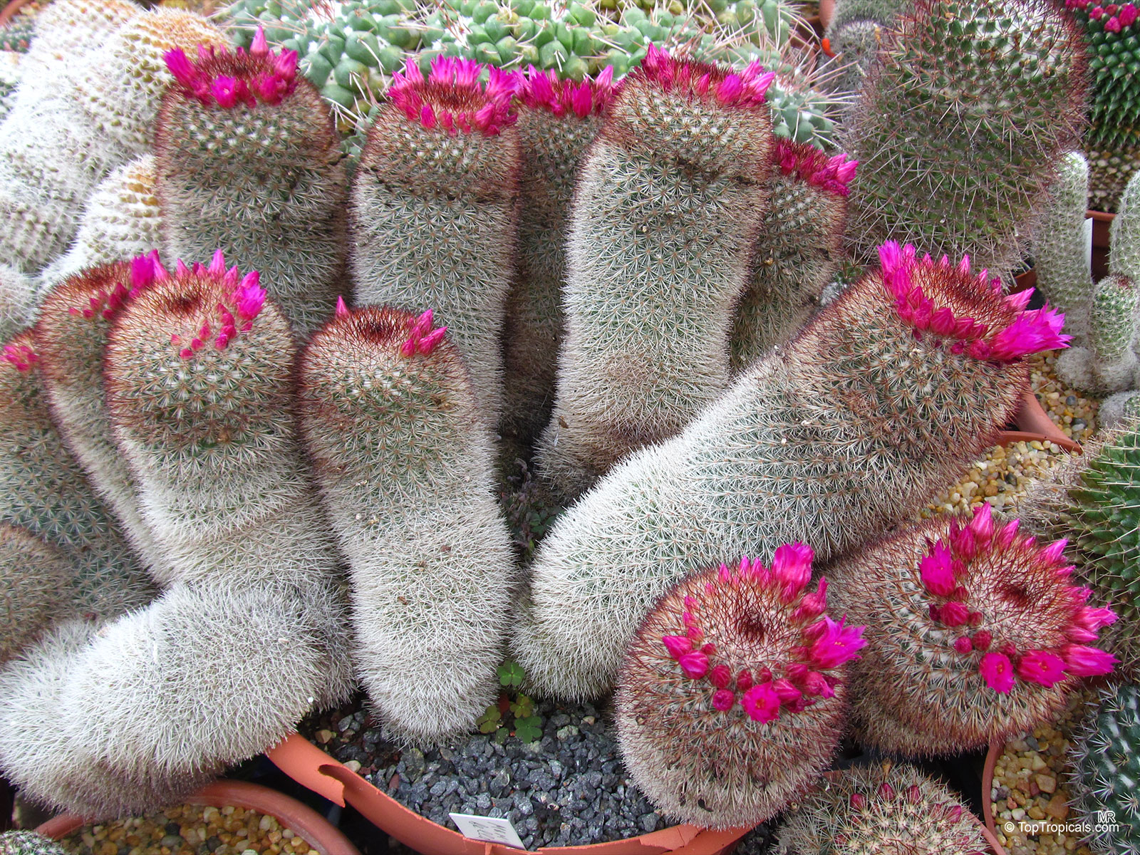 Mammillaria sp. (Mammillaria) showing dense clusters of cactus stems crowned with vibrant pink flower rings. Mammillaria sp. (Mammillaria) cylindrical green plant with numerous small pink flower clusters close up.