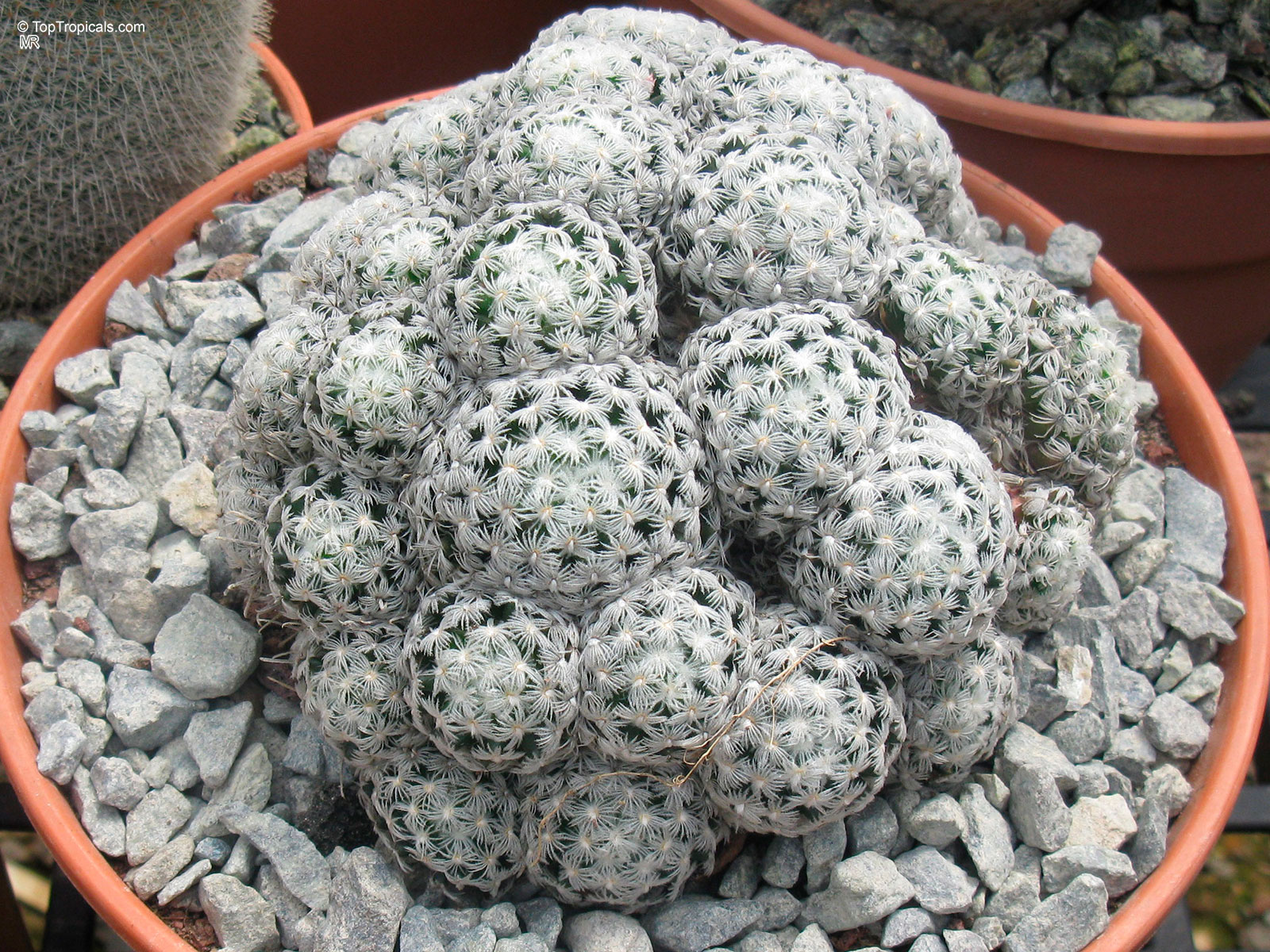 Mammillaria sp. (Mammillaria) with rounded clusters of white spines sitting in a terracotta container. Mammillaria sp. (Mammillaria) white plant with round stems covered in dense small spines close up