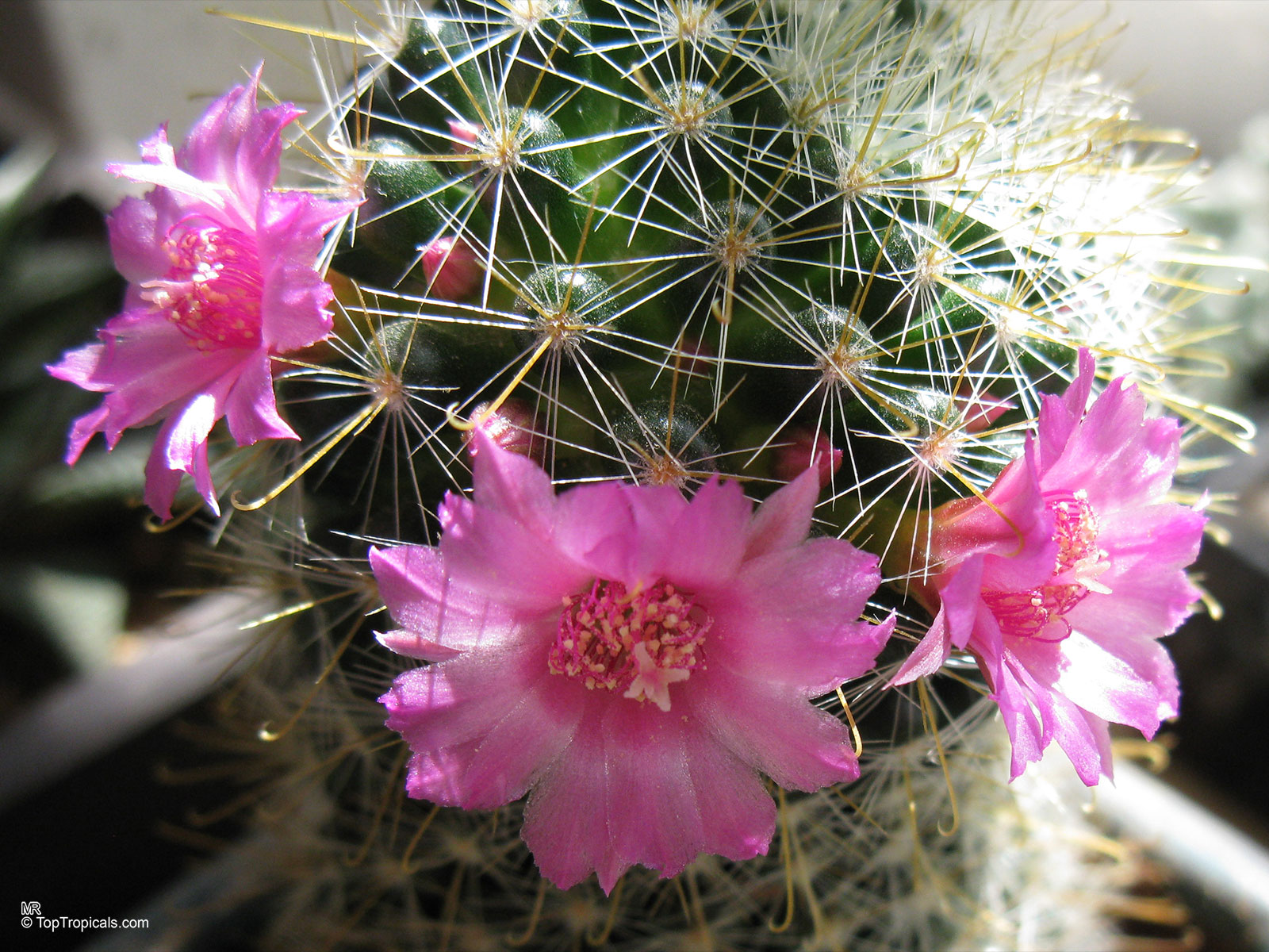 Mammillaria sp. (Mammillaria) has vibrant pink flowers nestled among its round green body and spines Mammillaria sp. (Mammillaria) pink flower close up on a green cactus with white spines