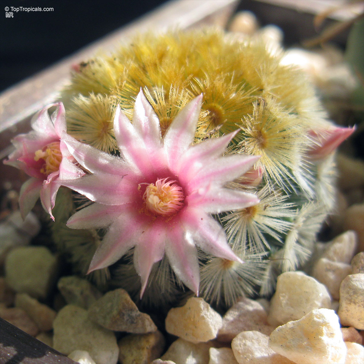 Mammillaria sp. (Mammillaria) pink flower with yellow center, surrounded by radial spines on small stones. Mammillaria sp. (Mammillaria) pink flower close up, round body with yellow spines on pebbles.