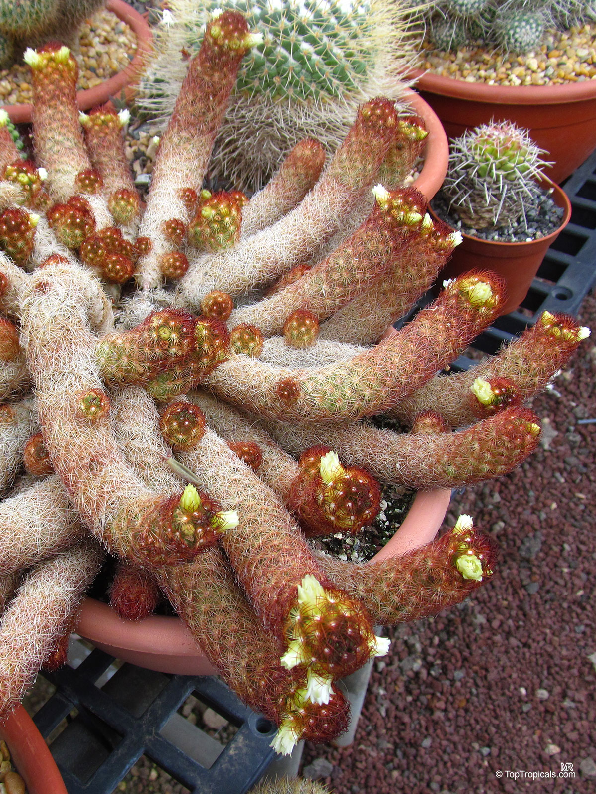 Mammillaria sp. (Mammillaria) with long red stems and tiny cream white flowers in a container. Mammillaria sp. (Mammillaria) red succulent plant with small white flowers in a pot close up