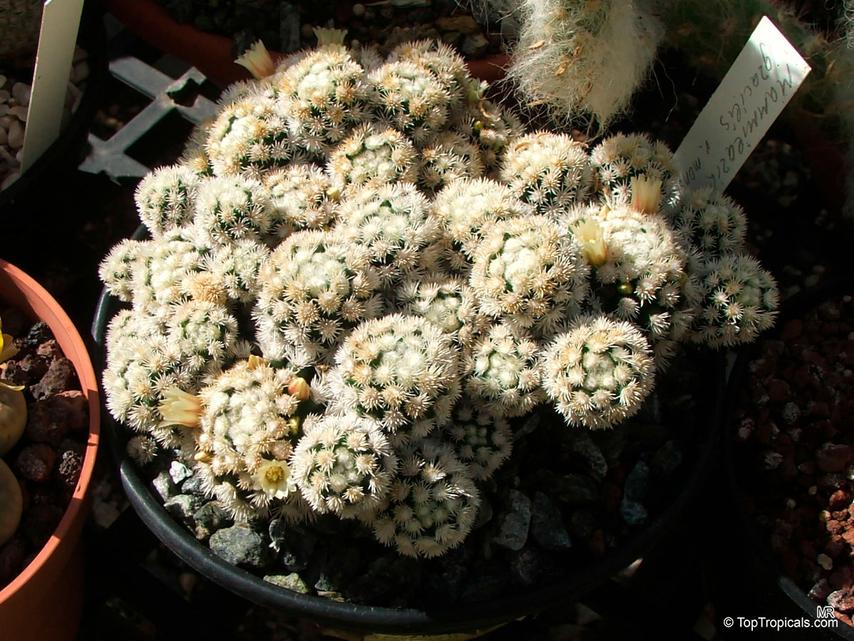 Mammillaria sp. (Mammillaria) clump of white spherical stems with small yellow flowers in container Mammillaria sp. (Mammillaria) white plant with small pale yellow flowers in close up