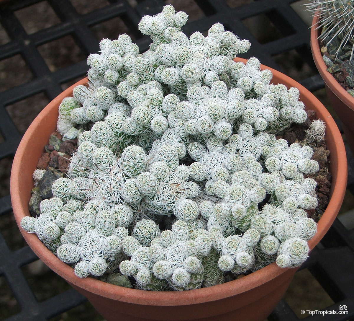 Mammillaria sp. (Mammillaria) growing in a terra cotta pot with many small rounded stems Mammillaria sp. (Mammillaria) with white spines on a small rounded cactus plant