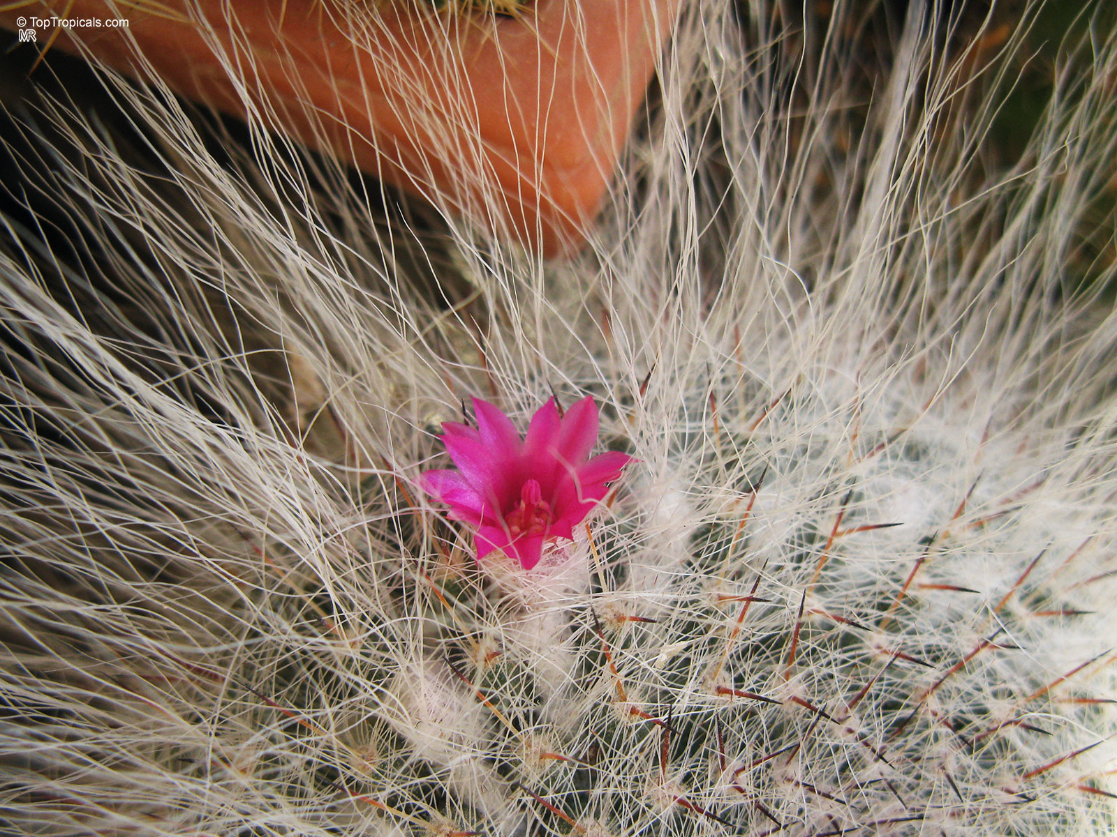 Mammillaria sp. (Mammillaria) pink flower, close up on fuzzy white plant needles.