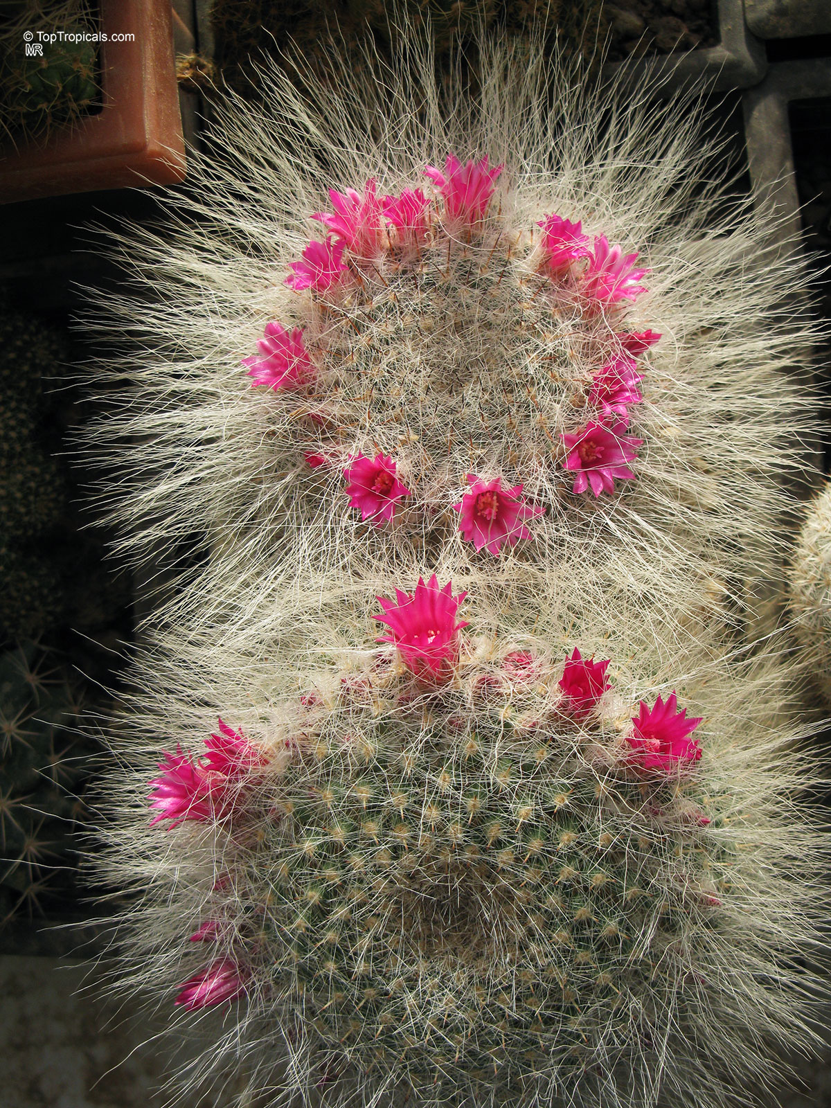 Mammillaria sp. (Mammillaria) with pink flower and long white spines covering the round cactus. Mammillaria sp. (Mammillaria) with pink flower, close up of round spiky cactus plant.