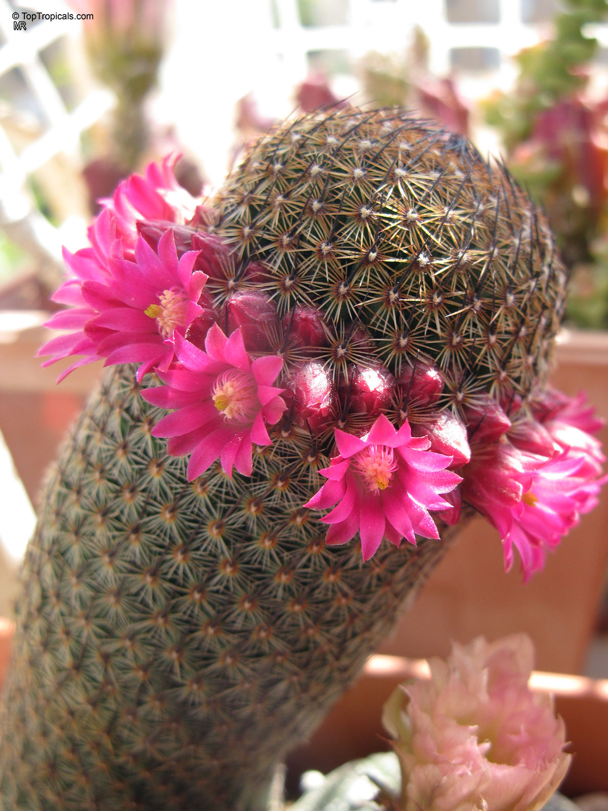 Mammillaria sp. (Mammillaria) with vibrant magenta petals forming a ring around the round succulent body. Mammillaria sp. (Mammillaria) with magenta flower and sharp needles in a close up view.