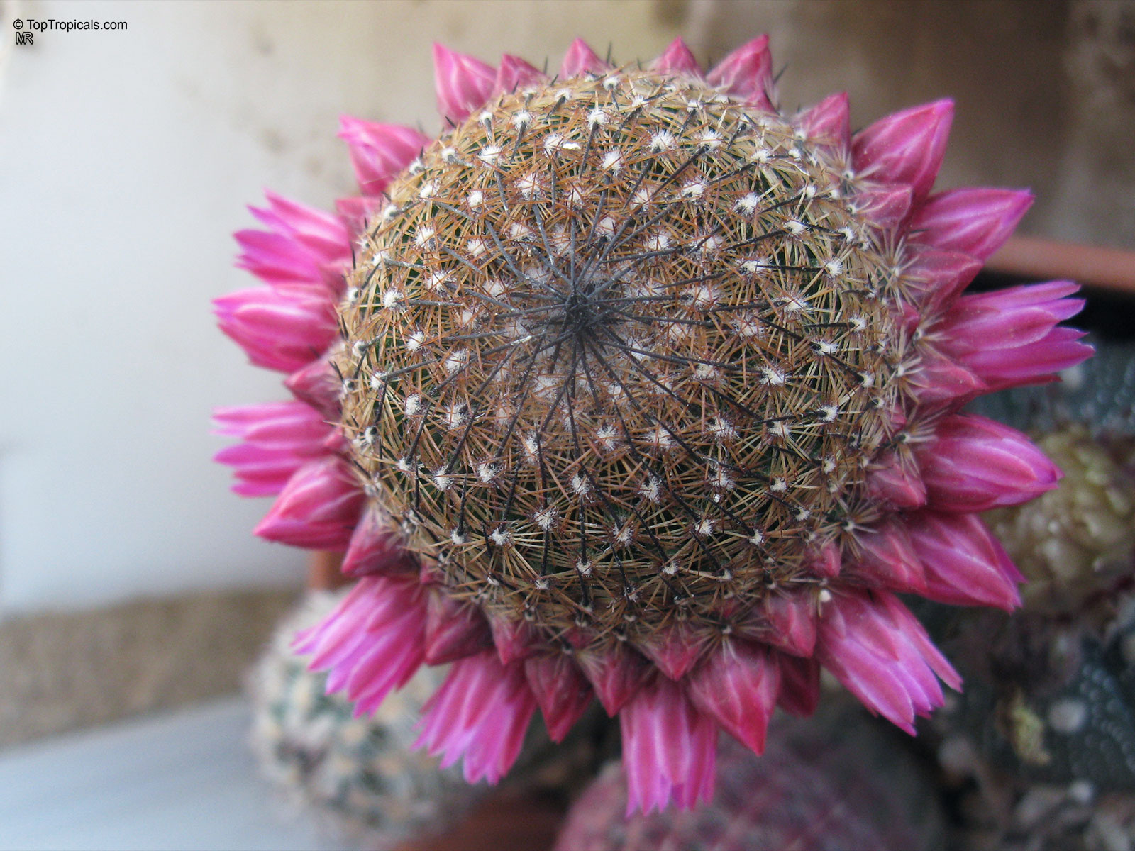 Mammillaria sp. (Mammillaria) with ring of pink flowers encircling the spherical, thorny green cactus body. Mammillaria sp. (Mammillaria) with vibrant pink flower ring surrounding the round cactus, close up.