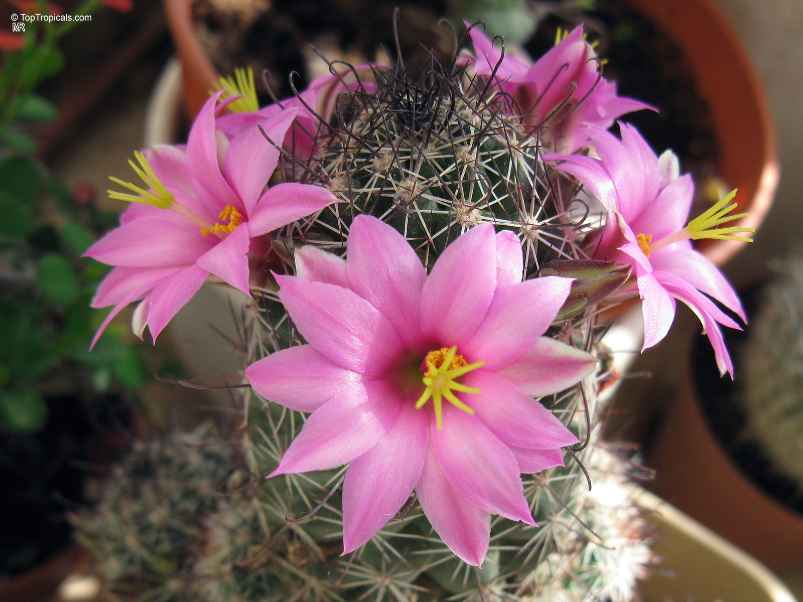 Mammillaria sp. (Mammillaria) pink flower crown atop a rounded body with sharp radial spines. Mammillaria sp. (Mammillaria) pink flower close up with yellow centers and sharp radial spines