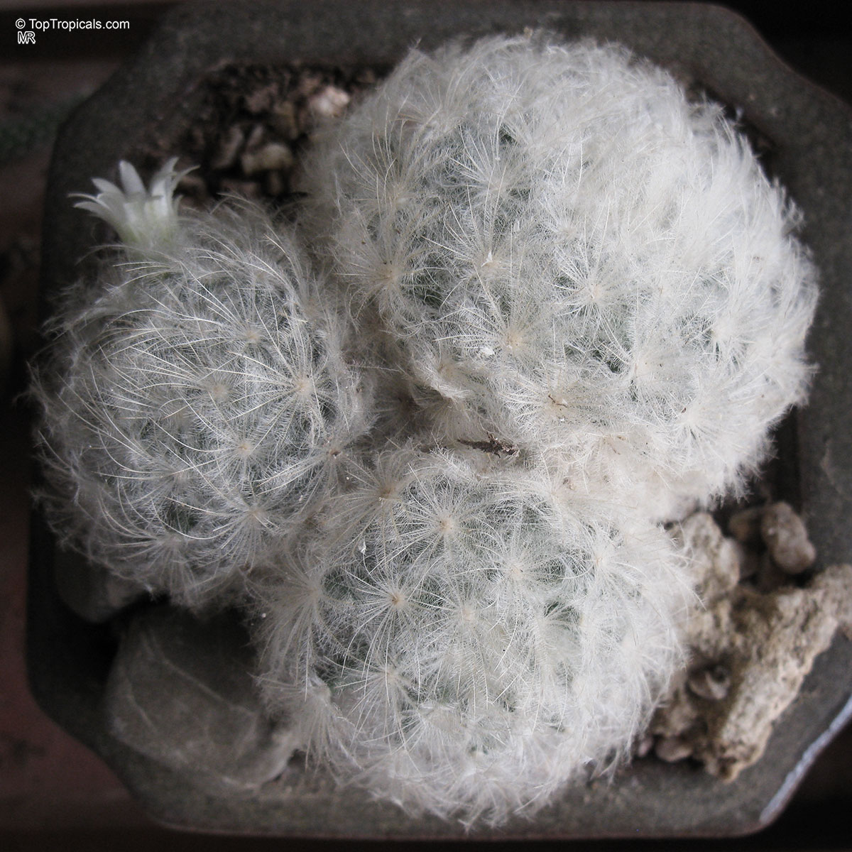 Mammillaria sp. (Mammillaria) with soft white spines and one small white flower in container Mammillaria sp. (Mammillaria) white fuzzy cactus with tiny white flower close up shot