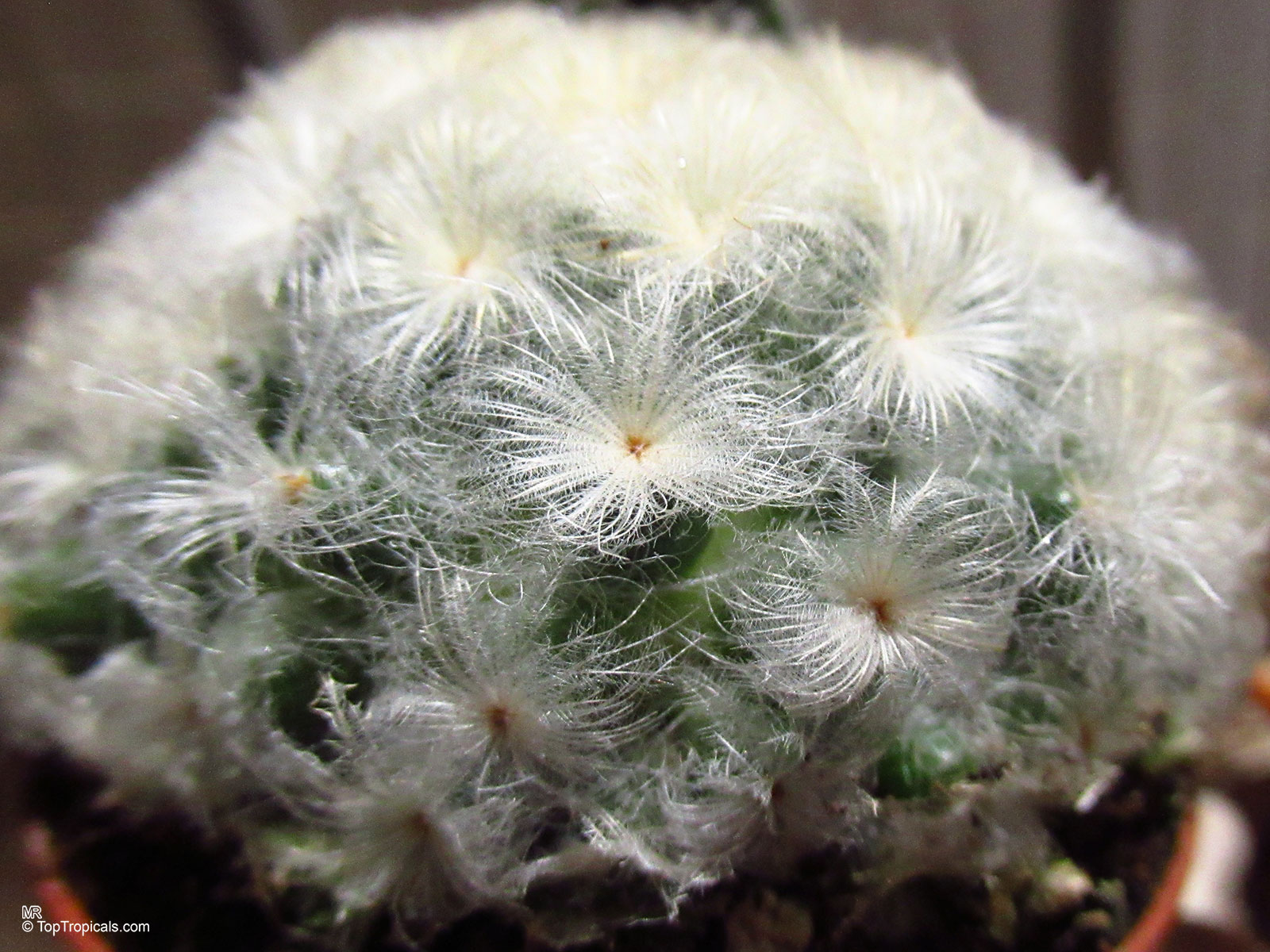 Mammillaria sp. (Mammillaria) round shape covered in soft white hair-like spines on green skin. Mammillaria sp. (Mammillaria) with white hair-like spines on a round green plant close up.