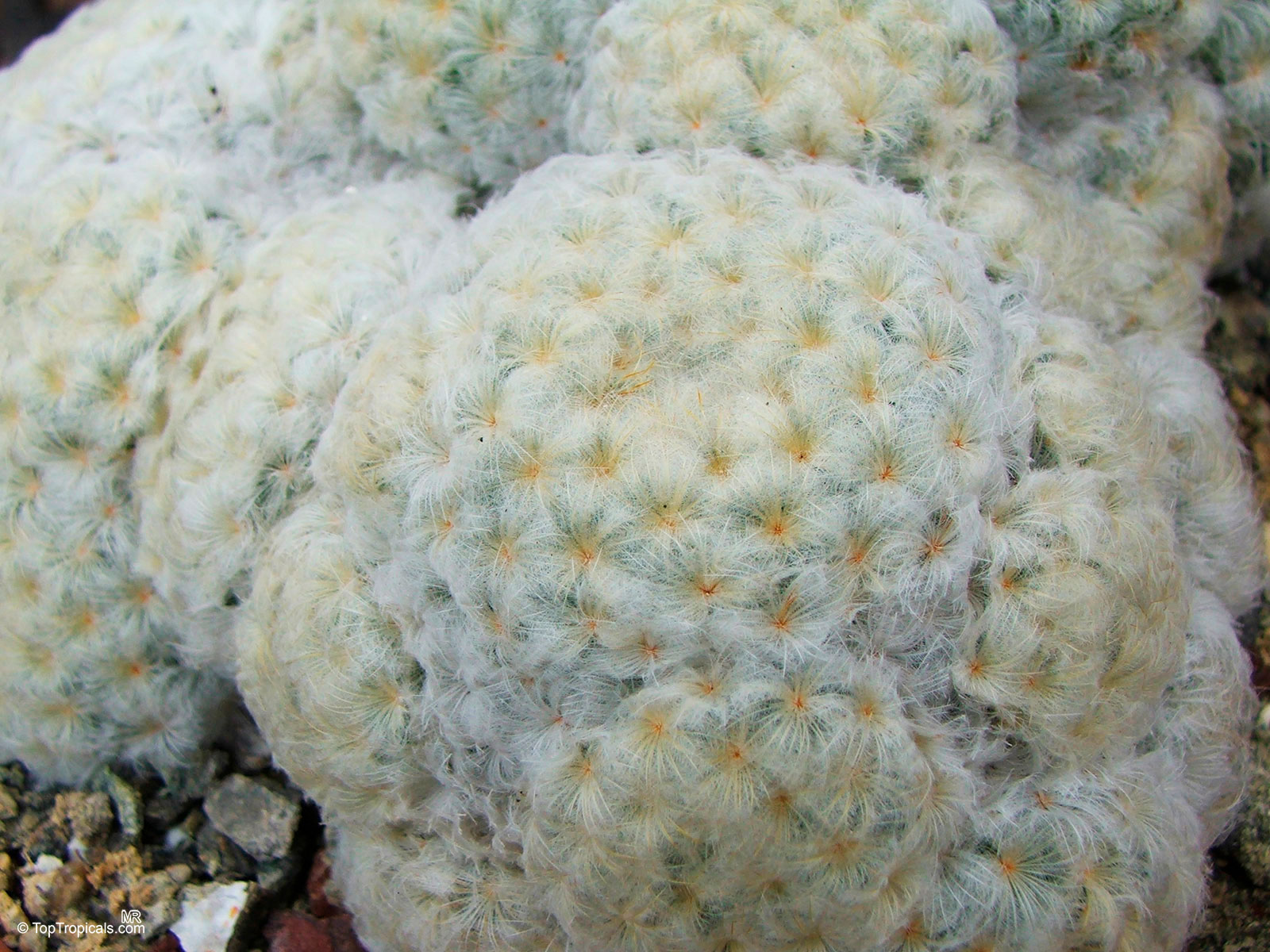 Mammillaria sp. (Mammillaria) covered in soft white hair in a tight rounded plant formation Mammillaria sp. (Mammillaria) with dense white hair covering the round globe plant close up