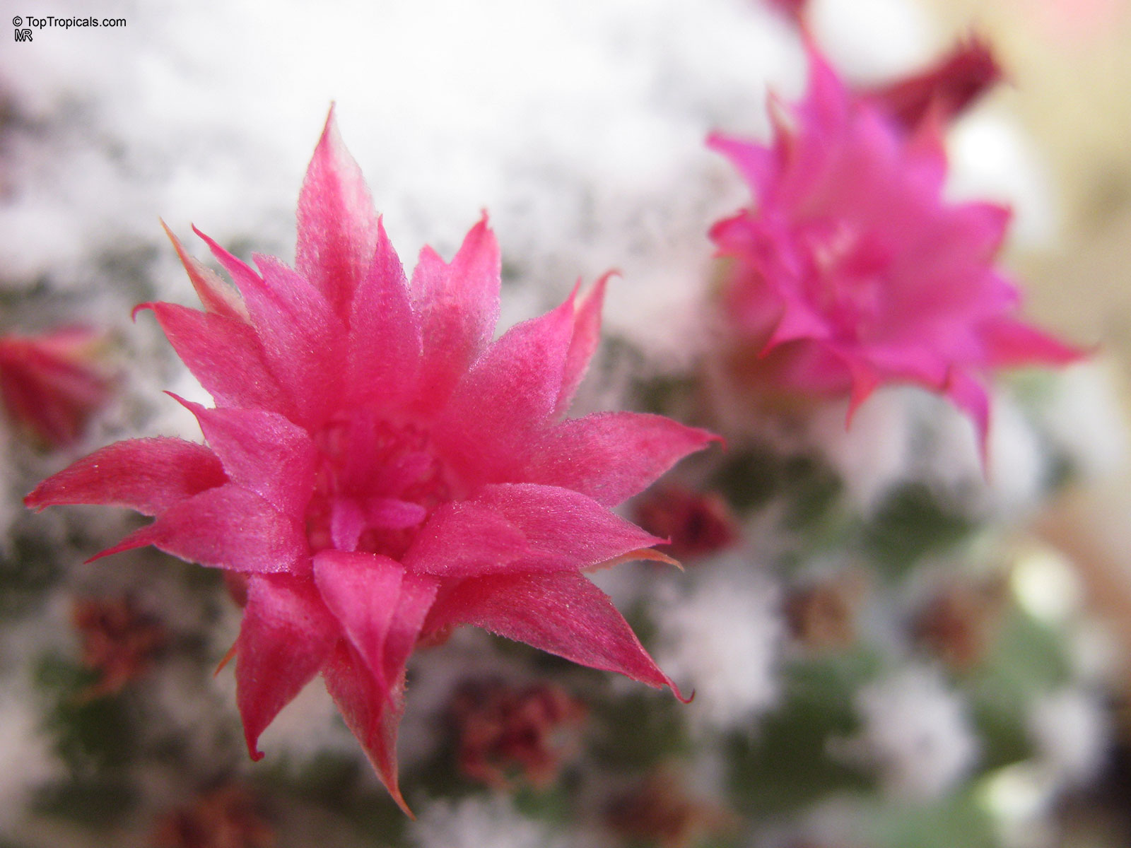 Mammillaria sp. (Mammillaria) with small pink petals emerging from soft white spines. Mammillaria sp. (Mammillaria) pink flower close up on cactus