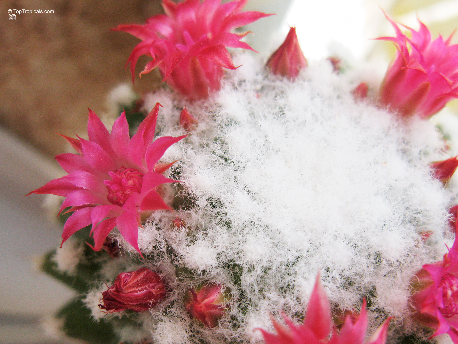 Mammillaria sp. (Mammillaria) with magenta flower and white fuzzy hair over rounded surface. Mammillaria sp. (Mammillaria) with magenta flower close up, showing white soft fuzzy hair cover.