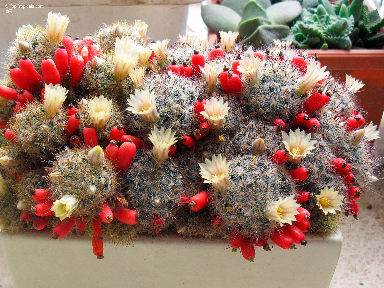 Mammillaria sp. (Mammillaria) with yellow flowers and red fruit growing in a container Mammillaria sp. (Mammillaria) with yellow flowers and red fruit, close up plant