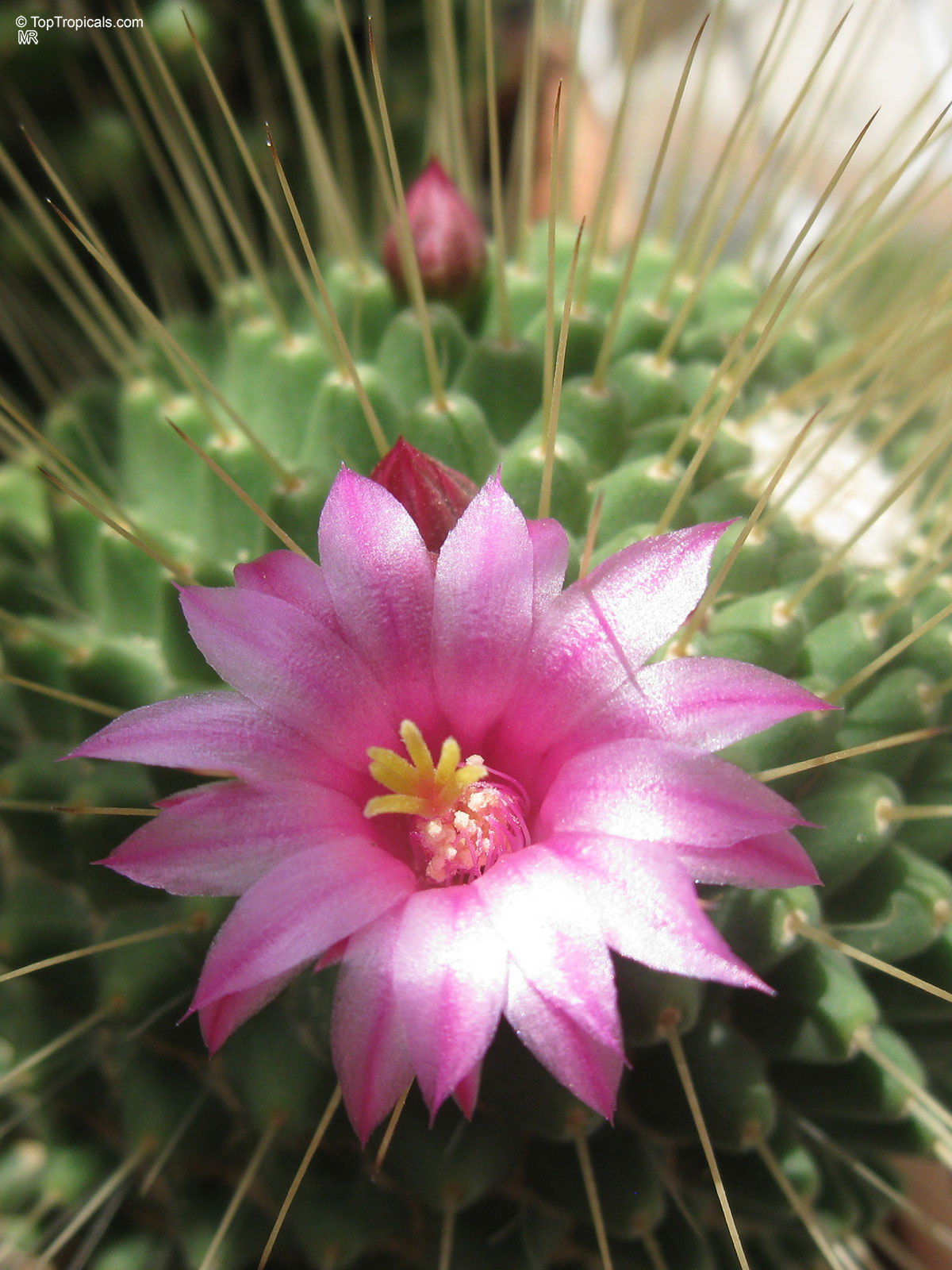 Mammillaria sp. (Mammillaria) with a pink flower attached to the rounded green succulent body. Mammillaria sp. (Mammillaria) with a pink flower close up on a green textured cactus body.