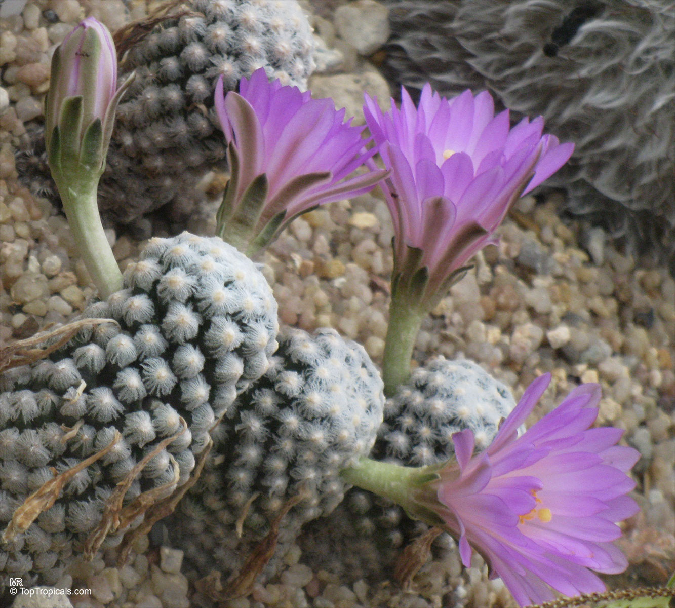 Mammillaria sp. (Mammillaria) with purple flower on small cactus stems over gravel Mammillaria sp. (Mammillaria) with purple flower close up on small cactus bodies