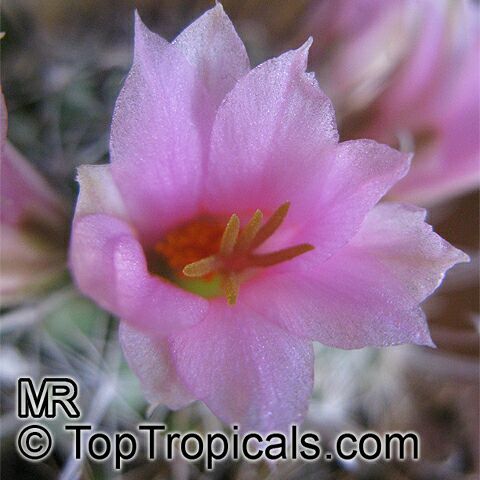 Mammillaria sp., Mammillaria
