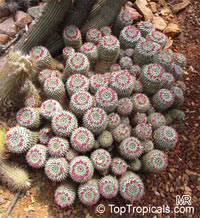 Mammillaria sp., Mammillaria

Click to see full-size image