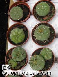 Matucana madisoniorum, Submatucana madisoniorum, Matucana

Click to see full-size image