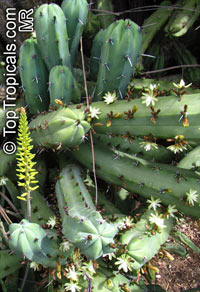 Myrtillocactus geometrizans, Bilberry Cactus, Whortleberry Cactus, Blue Candle

Click to see full-size image