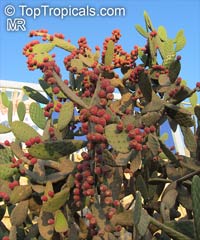 Opuntia tomentosa, Tree Pear, Velvet Opuntia

Click to see full-size image