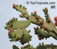 Opuntia tomentosa, Tree Pear, Velvet Opuntia

Click to see full-size image