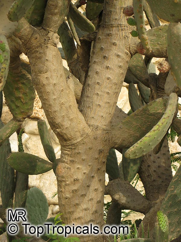 Opuntia tomentosa, Tree Pear, Velvet Opuntia