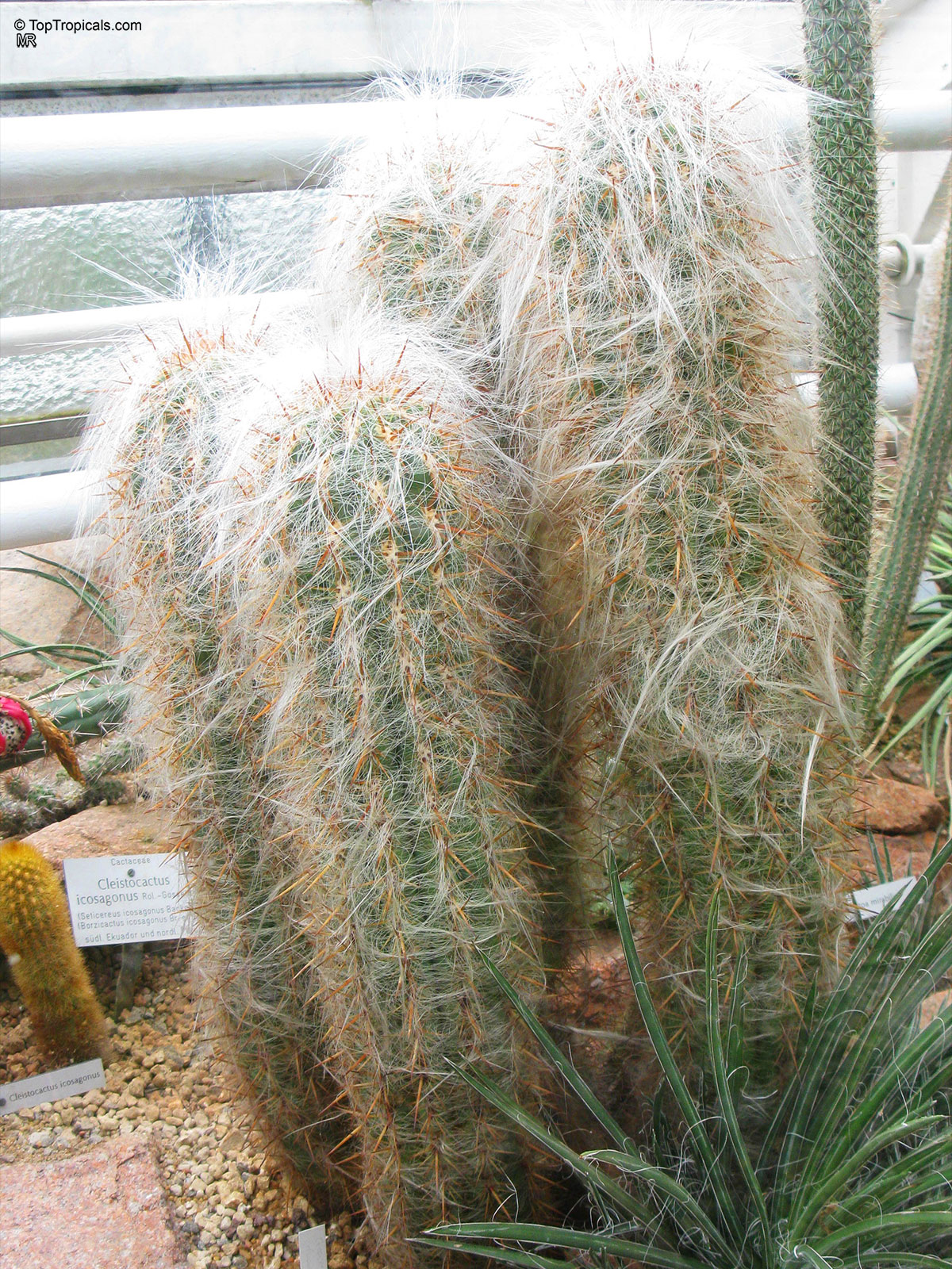 Oreocereus sp., Old Man of the Andes Cactus. Oreocereus celsianus Oreocereus sp., Old Man of the Andes Cactus. Oreocereus celsianus