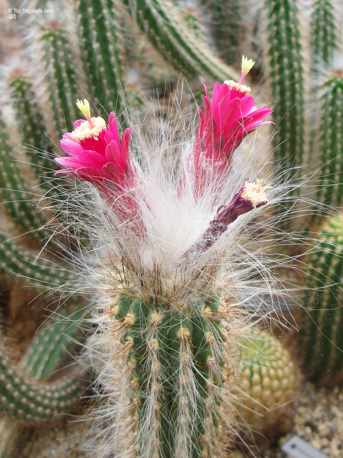 Oreocereus sp., Old Man of the Andes Cactus. Oreocereus celsianus Oreocereus sp., Old Man of the Andes Cactus. Oreocereus celsianus