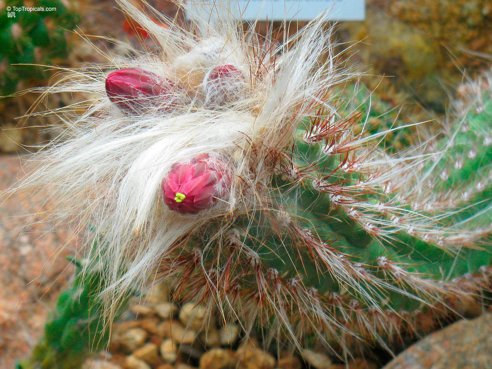 Oreocereus sp., Old Man of the Andes Cactus. Oreocereus celsianus Oreocereus sp., Old Man of the Andes Cactus. Oreocereus celsianus