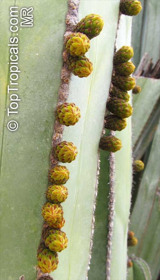 Pachycereus marginatus, Marginatocereus marginatus, Central Mexico Pipe Organ, Organo, Fence Post Cactus 