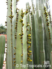 Pachycereus marginatus, Marginatocereus marginatus, Central Mexico Pipe Organ, Organo, Fence Post Cactus 

Click to see full-size image