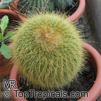 Parodia leninghausii, Notocactus leninghausii, Yellow Tower

Click to see full-size image