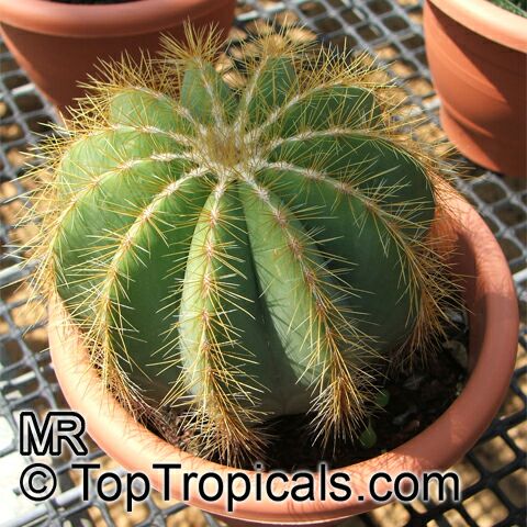 Parodia magnifica, Notocactus magnificus, Ball Cactus