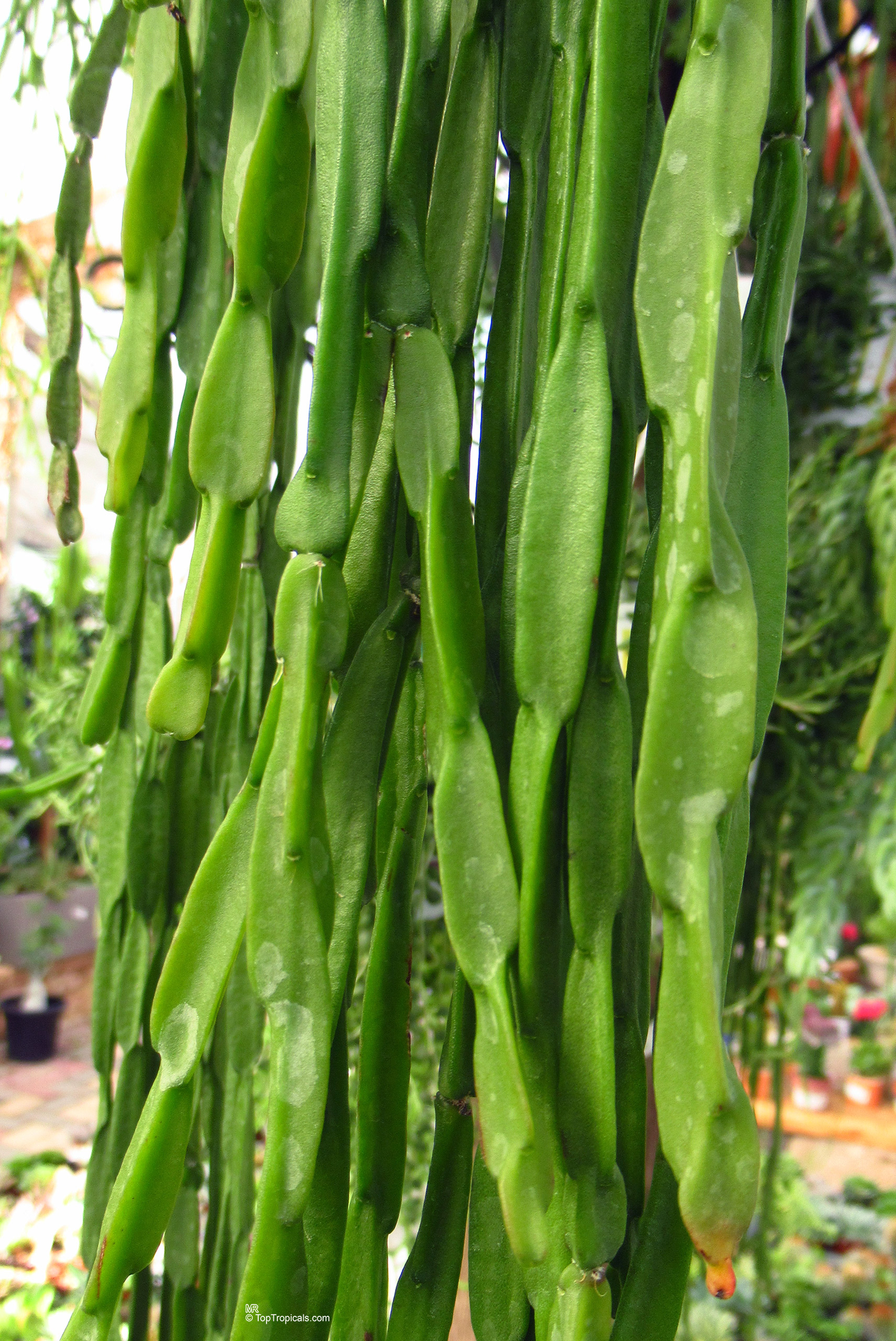 Rhipsalis paradoxa Rhipsalis sp. (Mistletoe) plant with long hanging stems in a lush deep green color