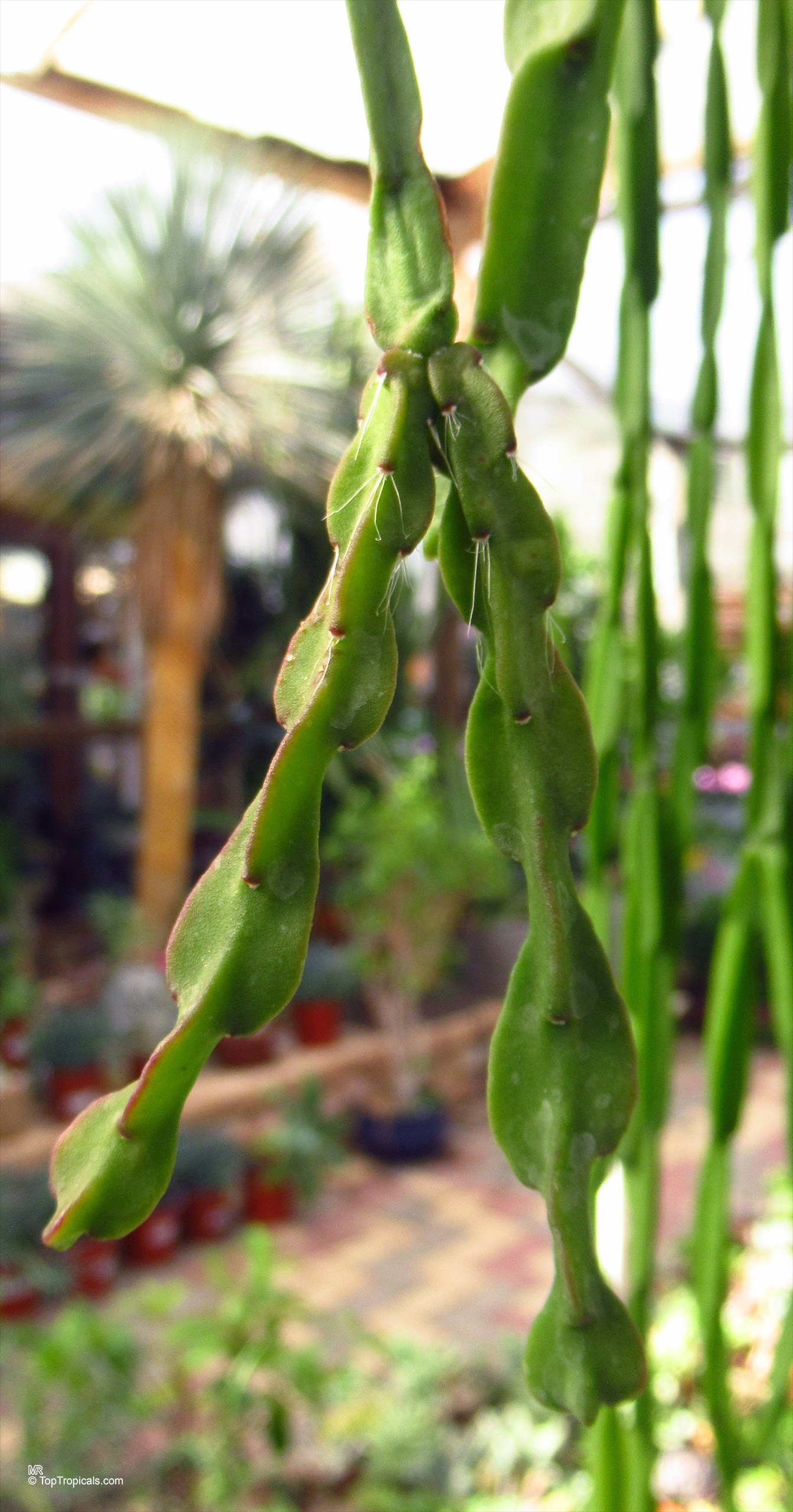 Rhipsalis paradoxa Rhipsalis sp. (Mistletoe) plant with long green hanging stems in a close up shot.