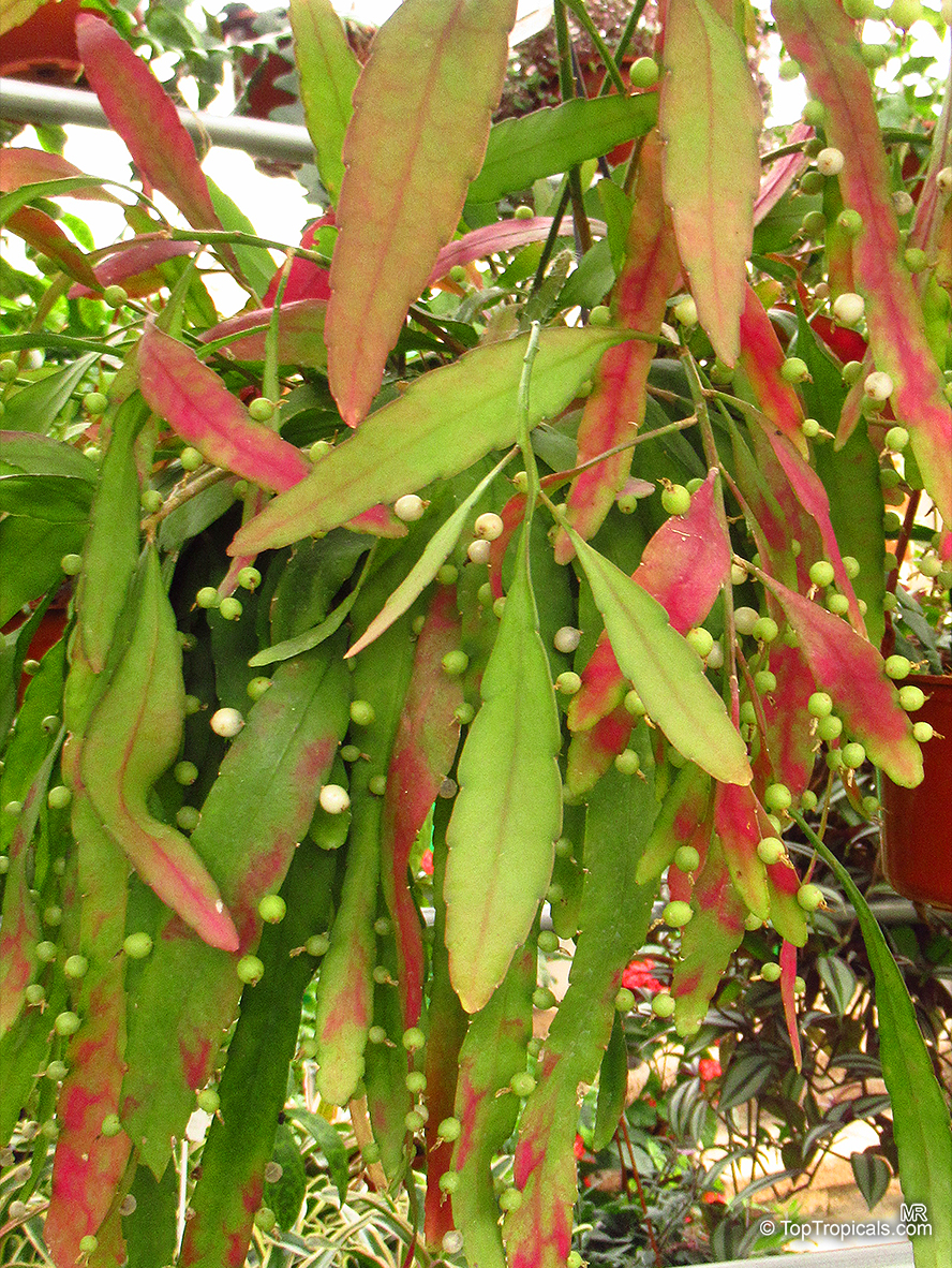 Pseudorhipsalis ramulosa, Rhipsalis ramulosa var. angustissima, Red Rhipsalis