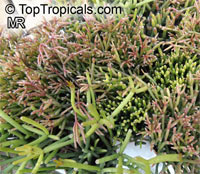 Rhipsalis sp., Mistletoe

Click to see full-size image