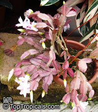 Schlumbergera sp., Orchid Cactus, Thanksgiving Cactus, Christmas Cactus, Crab Cactus

Click to see full-size image