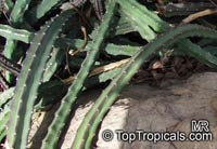Selenicereus grandiflorus, Queen of the Night, Large-flowered Cactus, Sweet-Scented Cactus, Vanilla Cactus

Click to see full-size image