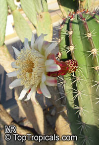 Stenocereus sp., Organ Pipe Cactus, Octopus Cactus

Click to see full-size image