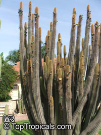 Stenocereus sp., Organ Pipe Cactus, Octopus Cactus

Click to see full-size image